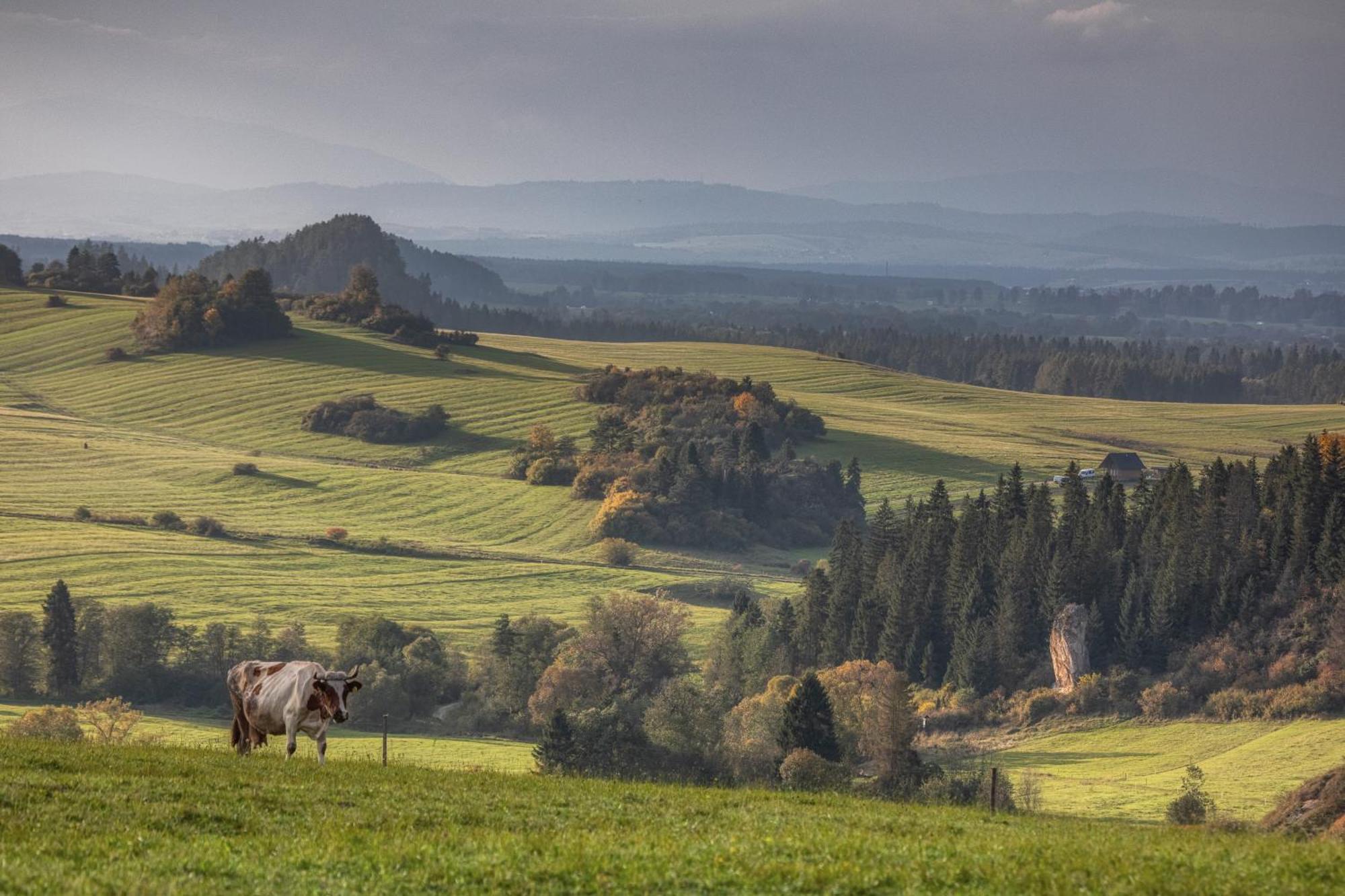 Forest Stodoly Bélakorompa Kültér fotó